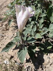 Datura