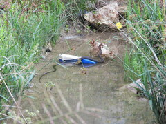 Mastigodryas melanolomus