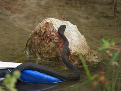 Mastigodryas melanolomus