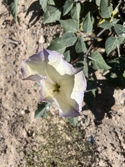 Datura