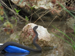 Mastigodryas melanolomus