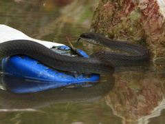 Mastigodryas melanolomus