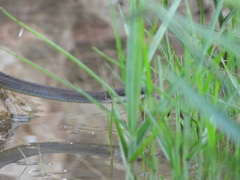 Mastigodryas melanolomus