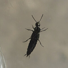 Staphylinini