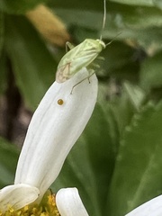 Taylorilygus apicalis