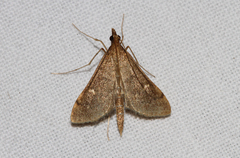 Dolicharthria punctalis