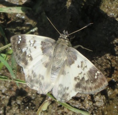 Polyctor cleta
