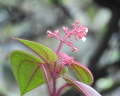 Miconia crenata