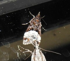 Scoparia minusculalis