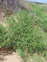 Amaranthus acanthochiton