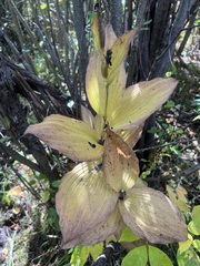 Cypripedium