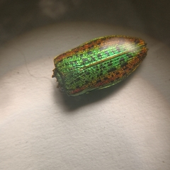 Lamprodila mirifica
