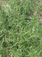 Amaranthus acanthochiton