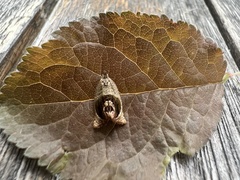 Acroceuthes metaxanthana