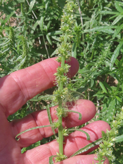 Amaranthus acanthochiton