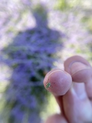 Macrosiphum