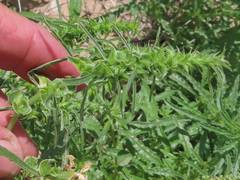 Amaranthus acanthochiton