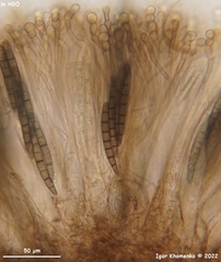 Geoglossum glabrum