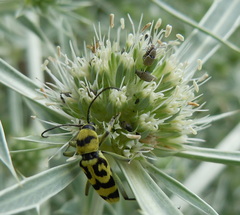 Bruchidius cinerascens