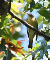 Setophaga fusca