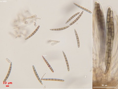 Geoglossum glabrum