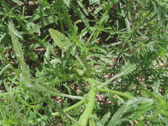Amaranthus acanthochiton