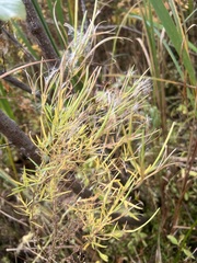Epilobium leptophyllum