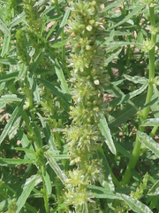 Amaranthus acanthochiton