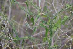 Funastrum