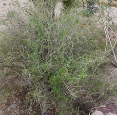 Funastrum