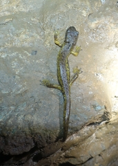 Speleomantes italicus