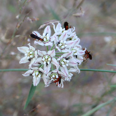 Funastrum