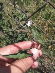 Convolvulus crenatifolius crenatifolius