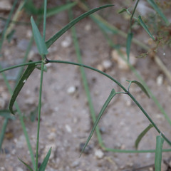 Funastrum