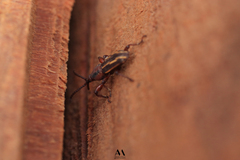 Arrhenodini