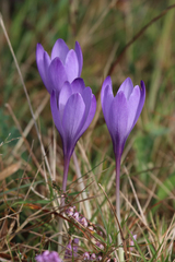 Crocus