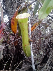 Nepenthes gracilis