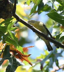 Setophaga fusca