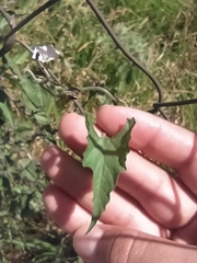 Convolvulus crenatifolius crenatifolius