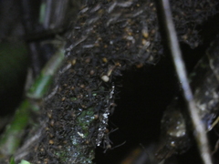 Eciton burchellii