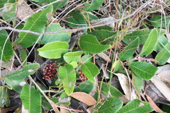 Grevillea laurifolia