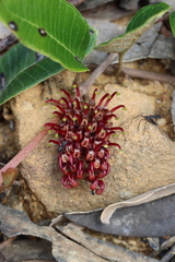 Grevillea laurifolia