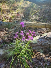 Liatris pilosa