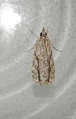 Eudonia bisinualis