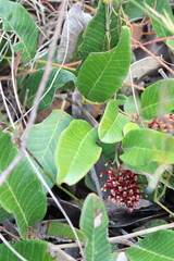 Grevillea laurifolia