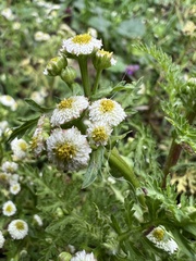 Plagiocheilus bogotensis