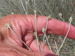 Psorothamnus scoparius