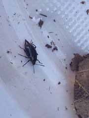 Scaphium immaculatum