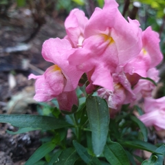 Antirrhinum