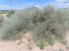 Psorothamnus scoparius